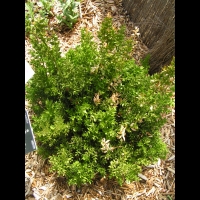 Petit houx ou Fragon epineux - Ruscus Aculeatus L. (fam. Liliacees)(Europe, Asie occidentale (02)